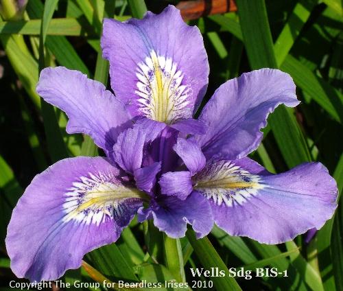 Wells Sdg BIS-1